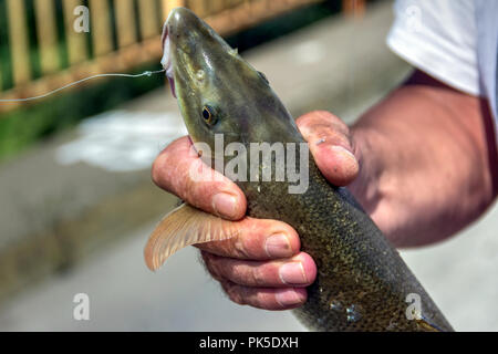 Samac, Bosnie-Herzégovine, août 2018 - Pêcheur sur un pont tenant un barbillon (Barbus barbus) qui vient d'être pêché dans la rivière Bosna Banque D'Images