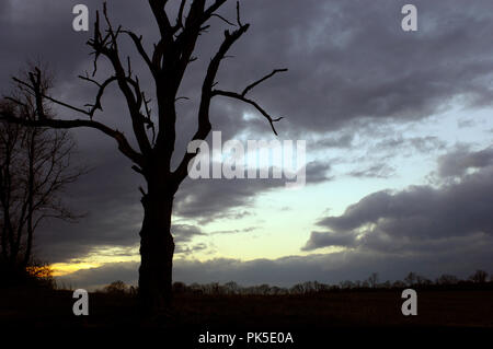 Coucher du soleil à Blandy Ferme expérimentale à Clarke County en Virginie. Banque D'Images