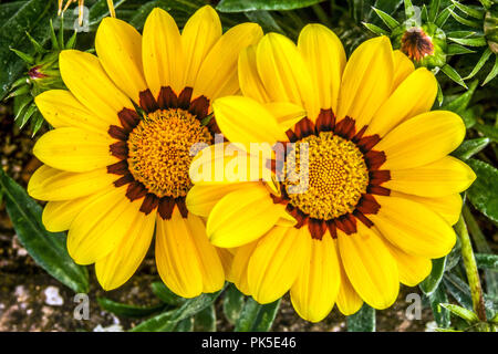 Gazania rigens ' Baiser ' Trésor jaune, fleur Banque D'Images