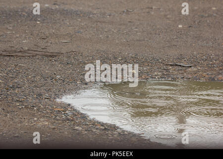 Les flaques d'eau avec de l'eau et de gouttes de cercles sur route mouillée fissuré Banque D'Images