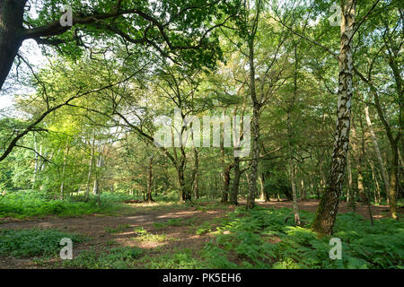 La forêt d'Epping au printemps Banque D'Images