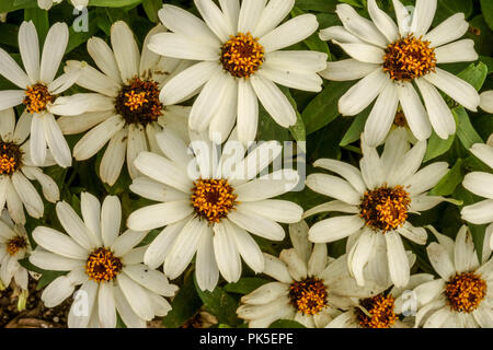 Zinnia angustifolia 'Crystal White', plante plantes annuelles Zinnias Banque D'Images