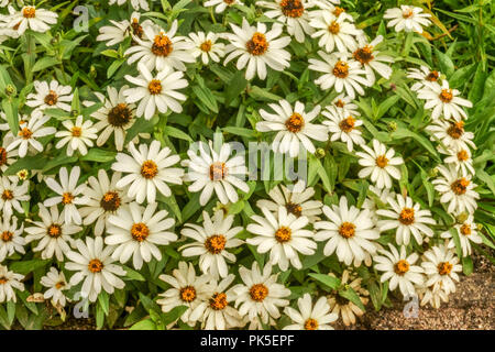 Zinnia angustifolia 'Crystal White', Zinnias Banque D'Images