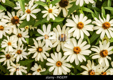 Zinnia angustifolia 'Crystal White', Zinnias Banque D'Images