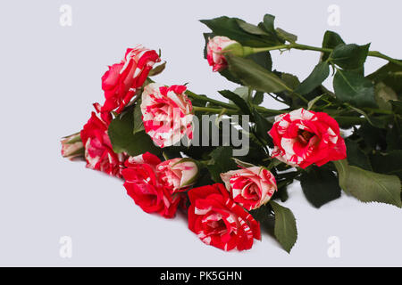 Le rouge et blanc à rayures roses hybrides de thé. Isolé sur blanc. Close up. Banque D'Images