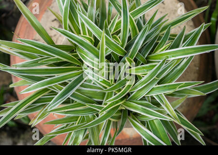 Vue supérieure du Chlorophytum comosum, également connu sous le nom de Plante araignée. Banque D'Images