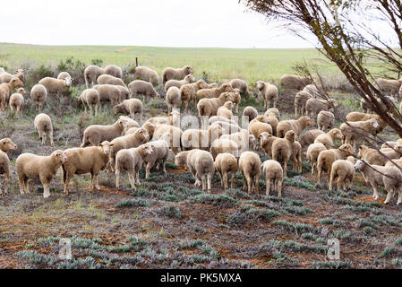 Moutons dans une ferme de l'outback Australie Banque D'Images