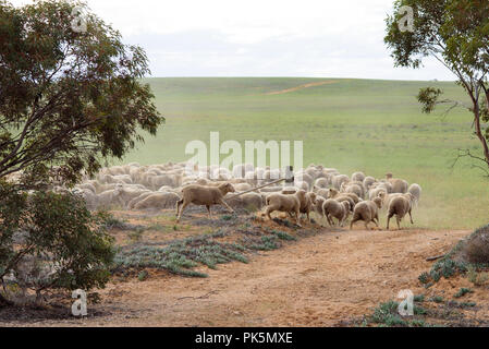 Troupeaux de moutons dans une ferme de l'outback Australie Banque D'Images