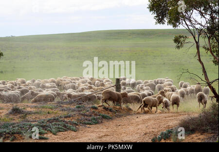 Troupeaux de moutons dans une ferme de l'outback Australie Banque D'Images