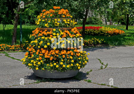 Cascade de fleurs jaunes et orange avec fleurs de Tagetes Tagete dans le parc d'été, Sofia, Bulgarie Banque D'Images