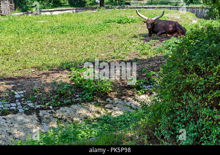 African brown bull Watusi Ankole watusi Bos taurus, ou Longhorn Ankole reste au soleil, Sofia, Bulgarie Banque D'Images