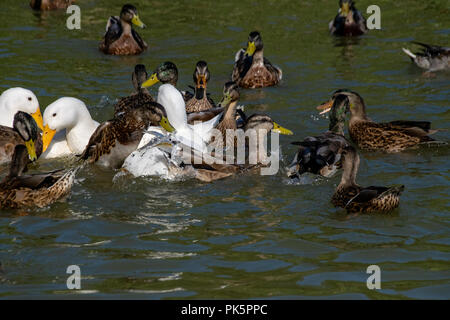 Première saison de canard caneton colvert mâle sautant hors de l'eau de cuisson avec des granulés blancs Long Island des canards de Pékin américain parmi le troupeau Banque D'Images