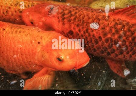 Cyprinus Carpios colorés dans un étang à Lisbonne, Portugal Banque D'Images