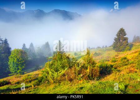 Misty matin d'été dans le parc national du Triglav, près de le lac de Bohinj. La Slovénie, Alpes, Europe Banque D'Images