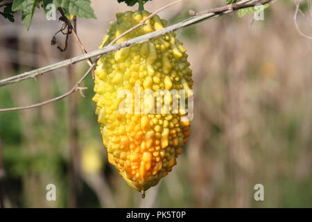 Le melon amer ou bitter Gourd (Momordica charantia) Banque D'Images