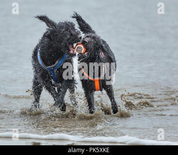 Deux chiens jouant dans le surf beach Banque D'Images