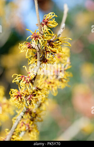 Close-up de l'hiver, la floraison Hamamelis × intermedia '' Harlow Carr, l'hamamélis 'Harlow Carr' Banque D'Images