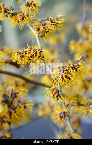 Close-up de l'hiver, la floraison Hamamelis × intermedia '' Harlow Carr, l'hamamélis 'Harlow Carr' Banque D'Images