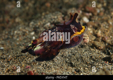 La Seiche flamboyante (Metasepia pfefferi). Photo a été prise dans le Détroit de Lembeh, Indonésie Banque D'Images