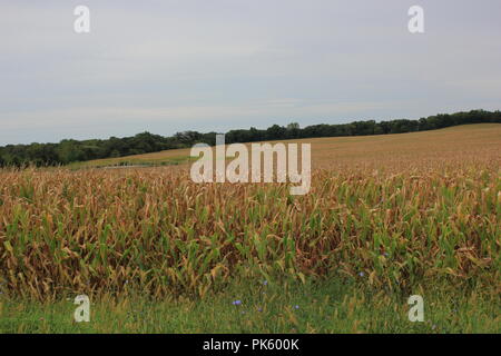 La fin de l'été champ de maïs dans les régions rurales de Marengo, Illinois. Banque D'Images