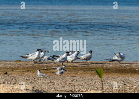 Troupeau de sternes. Les poussins dans le sable, regarder les adultes et les protéger. Banque D'Images