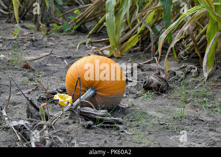 L'automne orange citrouille croissant sur vine with flower in dirt Banque D'Images