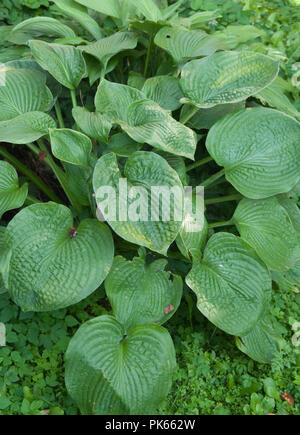 Hosta plante dans un jardin décoratif Banque D'Images