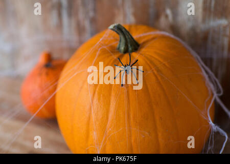 Citrouilles d'halloween avec des araignées et d'araignée Banque D'Images