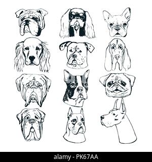 Hand drawn dog portraits sur fond blanc. Vector Set de chien. Les chiens de race de croquis. Éléments de vecteur pour dog club logos. T-shirts imprimés Illustration de Vecteur