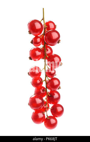 Grappe de groseille rouge isolé sur fond blanc Banque D'Images