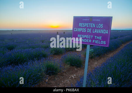 Panneau d'avertissement dans un champ de lavande au crépuscule. Brihuega, province de Guadalajara, Castille La Manche, Espagne. Banque D'Images