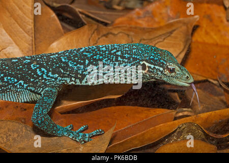 Blue Tree Monitor (Varanus macraei) Banque D'Images