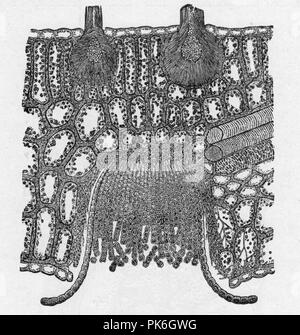 Berberis vulgaris et Puccinia graminis, Bernard. Banque D'Images