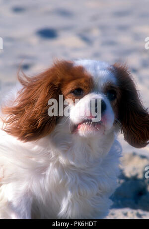 Le King Charles Spaniel (aussi connu sous le nom de English Toy Spaniel) est un petit chien race de l'épagneul type. Bondi Beach, New South Wales, Australie Banque D'Images