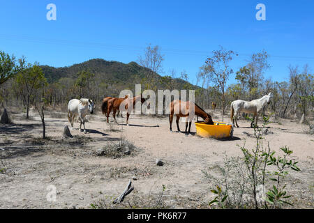 L'alimentation des chevaux d'un creux en plastique pendant une sécheresse, le nord du Queensland, Queensland, Australie Banque D'Images