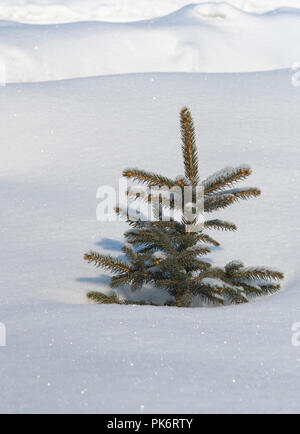 Pin d'hiver dans la neige. Un close up Banque D'Images