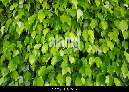 Mur de feuilles vertes. Résumé Contexte La nature. Banque D'Images