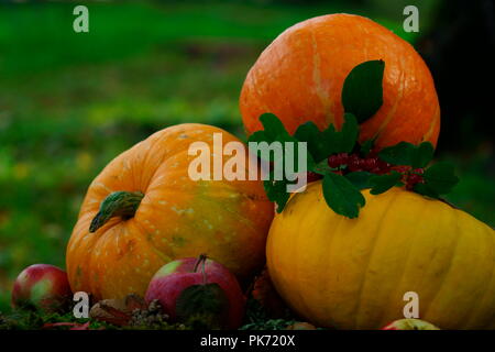 Citrouilles orange vif avec des pommes rouges, de noix, de cônes dans la forêt d'automne sur la mousse verte, sur une vieille souche de bouleau Banque D'Images