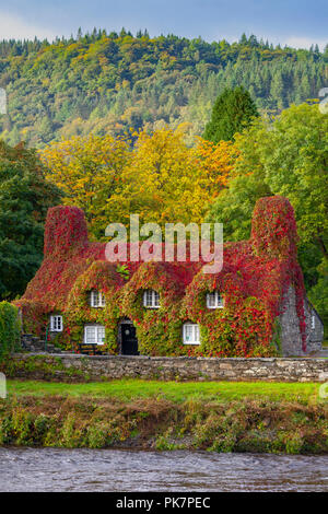 Le Nord du Pays de Galles, 12 septembre 2018. Météo France : Après une nuit de forte pluie, le soleil revient en vallée de Conwy, au nord du Pays de Galles. Couleurs d'automne de la Virginia Creeping Ivy à Tu Hwnt J'r Bont de thé de se démarquer comme ils commencent à tourner au rouge pour l'automne, Conwy, Pays de Galles/AlamyNews DGDImages - © Banque D'Images