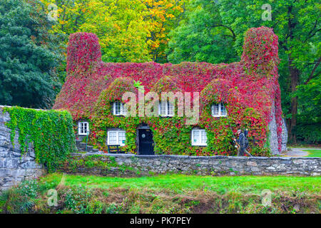 Le Nord du Pays de Galles, 12 septembre 2018. Météo France : Après une nuit de forte pluie, le soleil revient en vallée de Conwy, au nord du Pays de Galles. Couleurs d'automne de la Virginia Creeping Ivy à Tu Hwnt J'r Bont de thé de se démarquer comme ils commencent à tourner au rouge pour l'automne comme un pêcheur de saumon passe par avoir tenté sa chance sur la rivière Conwy, Conwy, Pays de Galles . © DGDImages AlamyNews / Banque D'Images