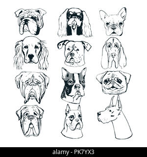 Vector Set de chien. Les chiens de race de croquis. Éléments de vecteur pour dog club logos. T-shirts imprimés pour les amateurs de chiens. Banque D'Images