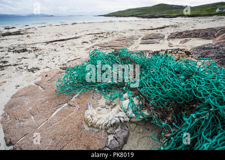 Fou de Bassan (Morus bassanus), mort après avoir été pris dans des filets de pêche, Hushinish, Isle of Harris, Scotland Banque D'Images