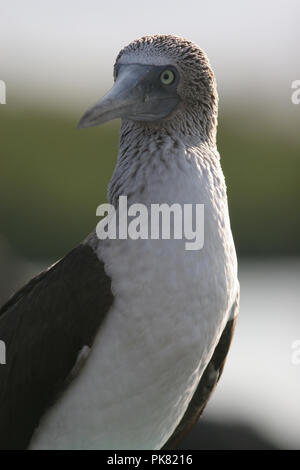 Pieds rouges bleu : : Sula nebouxii) 278-7676 Gal pagos îles ont développé certains des plus uniques de formes de vie sur la planète, très bien adaptés à la dure Banque D'Images