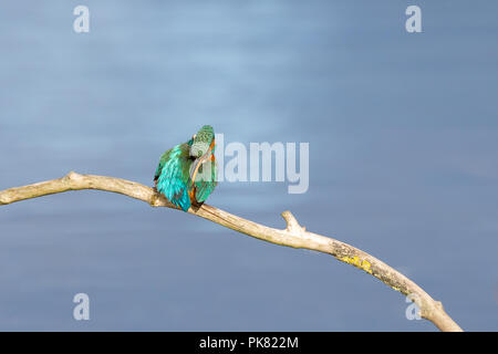 Les close up of common kingfisher (Alcedo atthis), vue arrière, perché sur une branche se lissant les plumes sur son épaule. Le projet de loi depuis longtemps ouvert. Banque D'Images