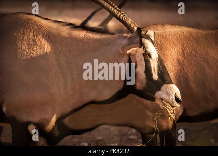 Troupeau de Gemsbok, Oryx gazella, se nourrissant de l'herbe Banque D'Images