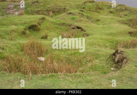 Un voyage en Irlande a montré au large de la campagne avec toutes les nuances de vert. Banque D'Images