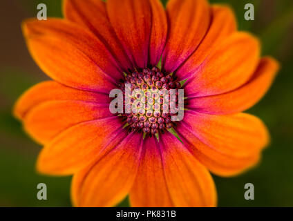 Osteospermum 'Serenity Bronze' Bloom Banque D'Images