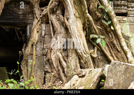 Petite tête de Bouddha entouré par les racines des arbres à Ta Prohm Temple. Banque D'Images