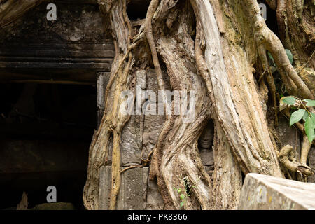 Petite tête de Bouddha entouré par les racines des arbres à Ta Prohm Temple. Banque D'Images