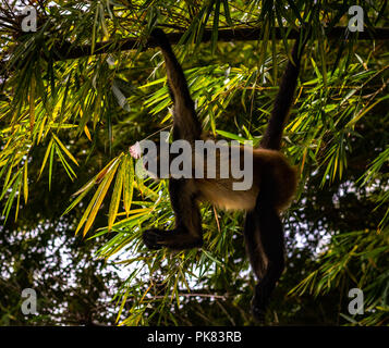Monkey hanging in tree Banque D'Images